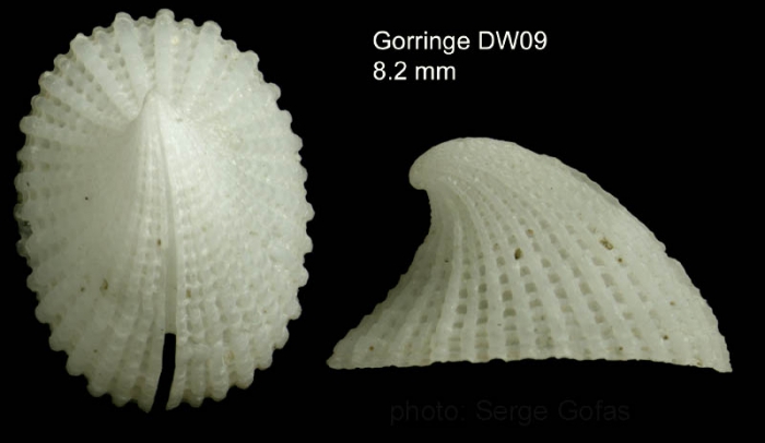 Emarginula fissura (Linnaeus, 1758)Shell from Gorringe seamount,  36�31'N, 11�38'W, 350-360 m, 'Seamount 1' DE09, (actual size 8.2 mm) 