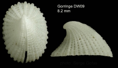 Emarginula fissura (Linnaeus, 1758)Shell from Gorringe seamount,  36°31'N, 11°38'W, 350-360 m, 'Seamount 1' DE09, (actual size 8.2 mm) 