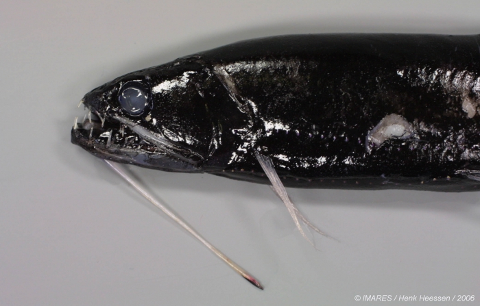 Stomiidae sp. Stomiidae sp.
