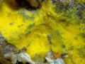 Porifera (sponges)