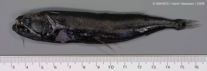 Stomiidae sp. Stomiidae sp.