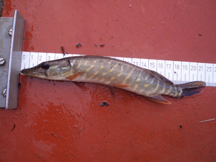 Esox lucius Linnaeus, 1758 Esox lucius Linnaeus, 1758