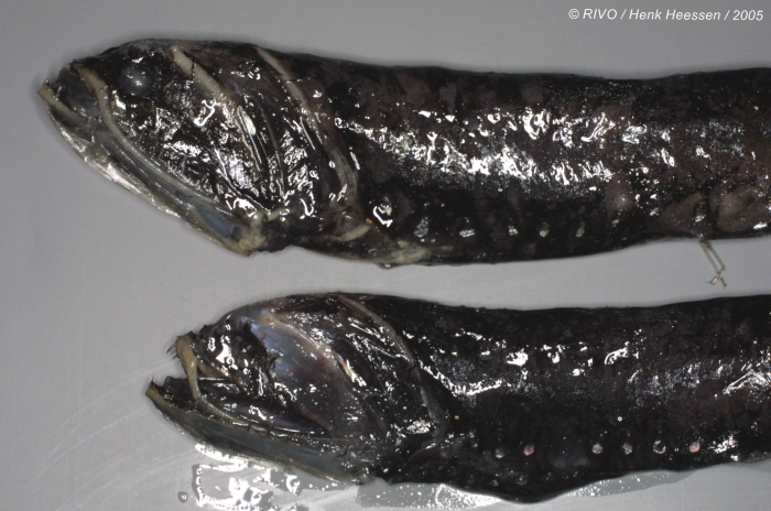 Gonostoma elongatum Günther, 1878 Gonostoma elongatum Günther, 1878