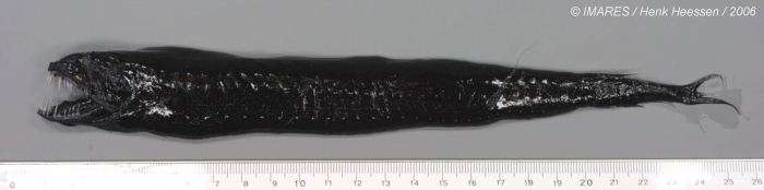 Melanostomias biseriatus Regan & Trewavas, 1930 Melanostomias biseriatus Regan & Trewavas, 1930