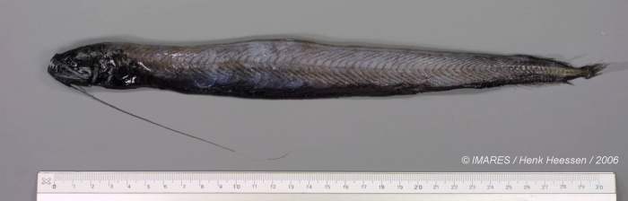 Melanostomias sp. Melanostomias sp.