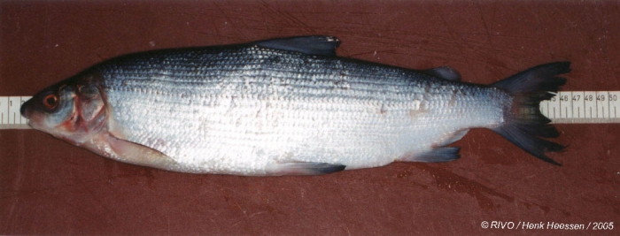 Coregonus lavaretus (Linnaeus, 1758) Coregonus lavaretus (Linnaeus, 1758)