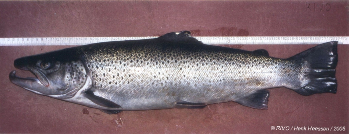 Salmo trutta Linnaeus, 1758 Salmo trutta Linnaeus, 1758