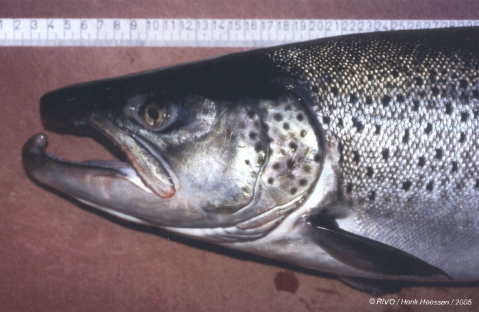 Salmo trutta Linnaeus, 1758 Salmo trutta Linnaeus, 1758