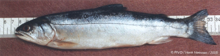 Salvelinus alpinus (Linnaeus, 1758)