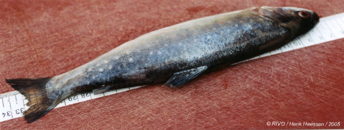Salvelinus alpinus (Linnaeus, 1758) Salvelinus alpinus (Linnaeus, 1758)