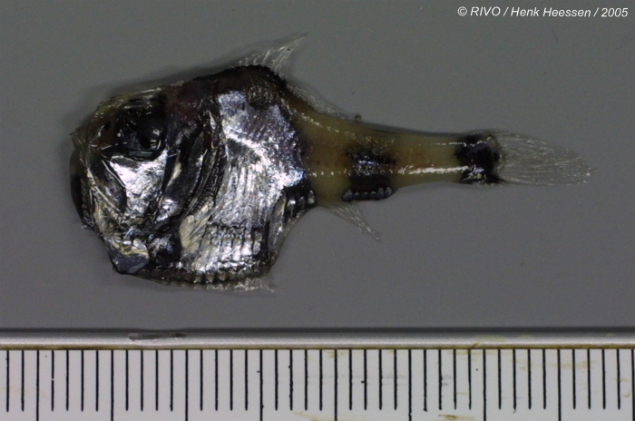 Argyropelecus hemigymnus Cocco, 1829 Argyropelecus hemigymnus Cocco, 1829