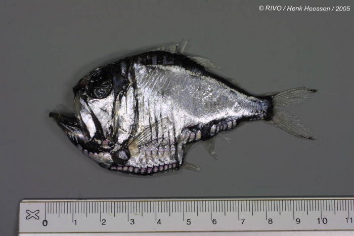 Argyropelecus olfersi (Cuvier, 1829) Argyropelecus olfersi (Cuvier, 1829)