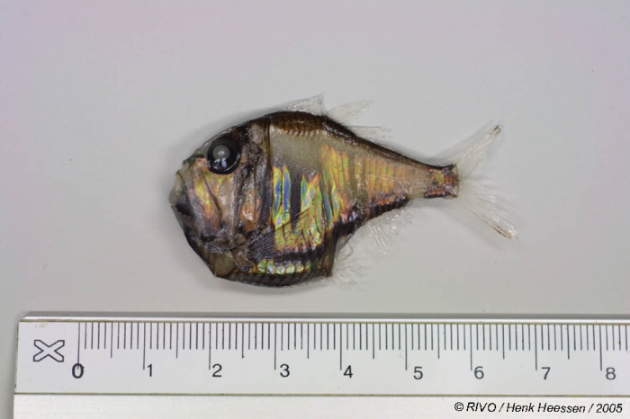 Argyropelecus olfersi (Cuvier, 1829) Argyropelecus olfersi (Cuvier, 1829)