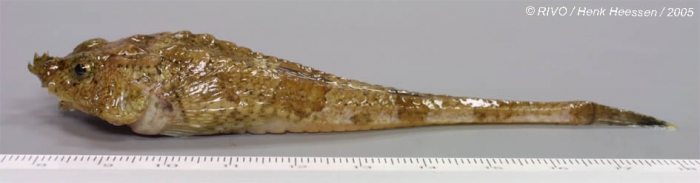 Agonus cataphractus (Linnaeus, 1758) Agonus cataphractus (Linnaeus, 1758)
