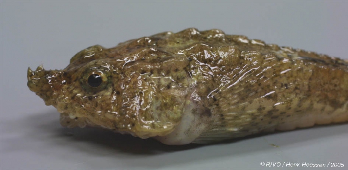 Agonus cataphractus (Linnaeus, 1758) Agonus cataphractus (Linnaeus, 1758)
