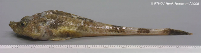 Agonus cataphractus (Linnaeus, 1758) Agonus cataphractus (Linnaeus, 1758)