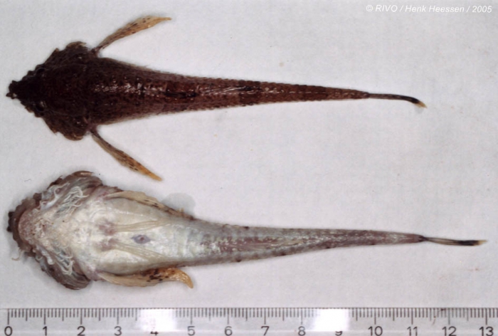 Agonus cataphractus (Linnaeus, 1758) Agonus cataphractus (Linnaeus, 1758)