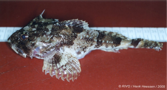 Myoxocephalus scorpius (Linnaeus, 1758) Myoxocephalus scorpius (Linnaeus, 1758)