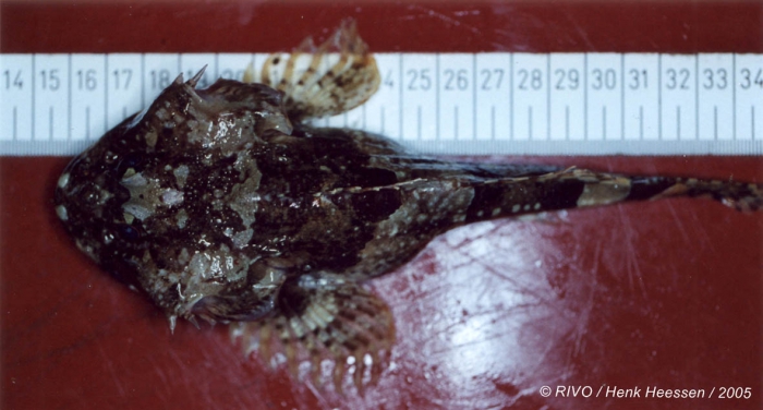 Myoxocephalus scorpius (Linnaeus, 1758) Myoxocephalus scorpius (Linnaeus, 1758)