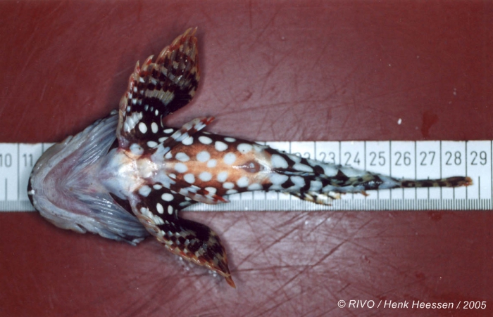 Myoxocephalus scorpius (Linnaeus, 1758) Myoxocephalus scorpius (Linnaeus, 1758)