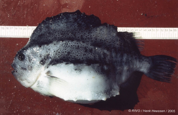 Cyclopterus lumpus Linnaeus, 1758 Cyclopterus lumpus Linnaeus, 1758