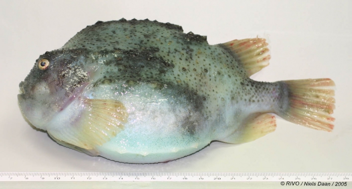 Cyclopterus lumpus Linnaeus, 1758 Cyclopterus lumpus Linnaeus, 1758