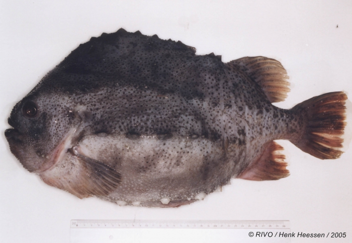 Cyclopterus lumpus Linnaeus, 1758 Cyclopterus lumpus Linnaeus, 1758
