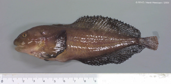 Liparis liparis (Linnaeus, 1766) Liparis liparis (Linnaeus, 1766)
