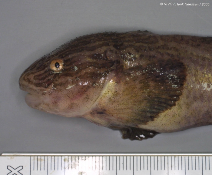 Liparis liparis (Linnaeus, 1766) Liparis liparis (Linnaeus, 1766)