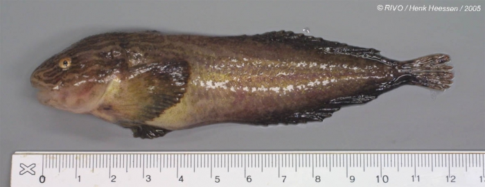 Liparis liparis (Linnaeus, 1766) Liparis liparis (Linnaeus, 1766)