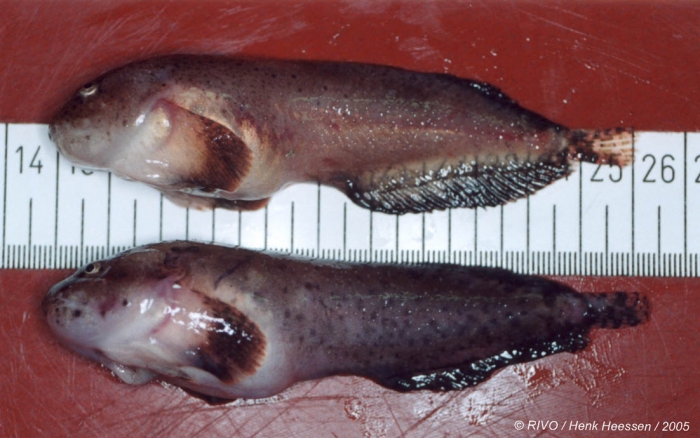 Liparis liparis (Linnaeus, 1766) Liparis liparis (Linnaeus, 1766)
