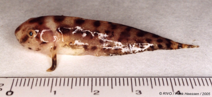 Liparis liparis (Linnaeus, 1766) Liparis liparis (Linnaeus, 1766)