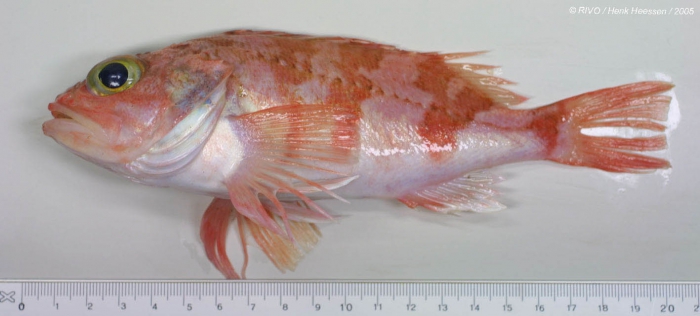 Helicolenus dactylopterus (Delaroche, 1809) Helicolenus dactylopterus (Delaroche, 1809)