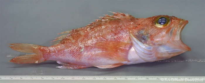 Helicolenus dactylopterus (Delaroche, 1809) Helicolenus dactylopterus (Delaroche, 1809)