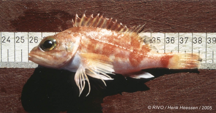 Helicolenus dactylopterus (Delaroche, 1809) Helicolenus dactylopterus (Delaroche, 1809)