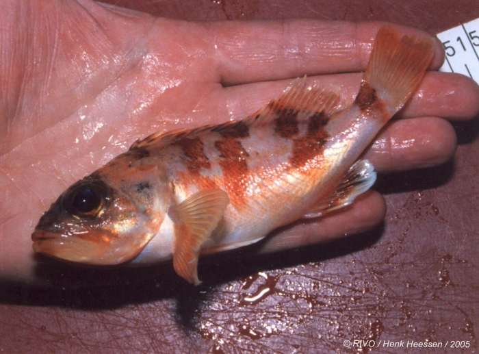 Helicolenus dactylopterus (Delaroche, 1809) Helicolenus dactylopterus (Delaroche, 1809)