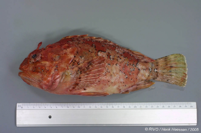 Scorpaena porcus Linnaeus, 1758 Scorpaena porcus Linnaeus, 1758