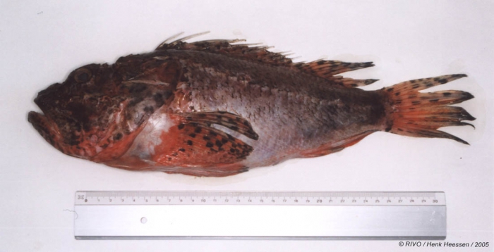 Scorpaena scrofa Linnaeus, 1758 Scorpaena scrofa Linnaeus, 1758