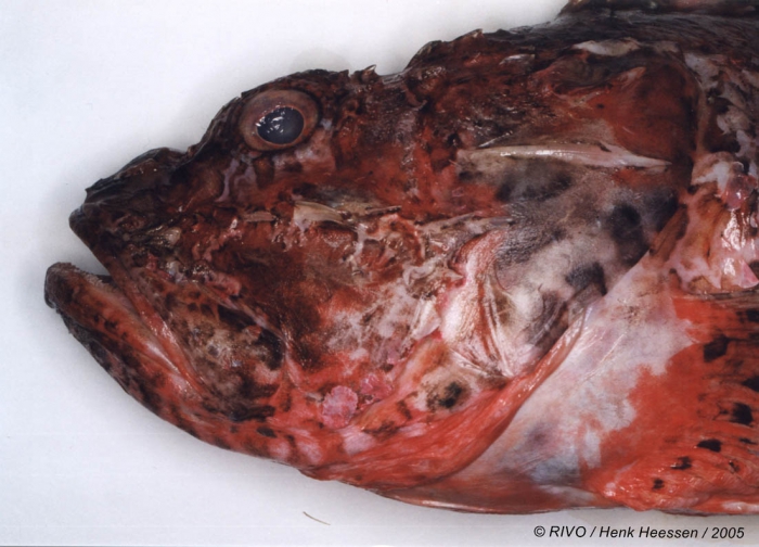 Scorpaena scrofa Linnaeus, 1758 Scorpaena scrofa Linnaeus, 1758