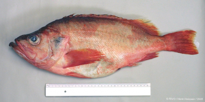 Sebastes marinus (Linnaeus, 1758) Sebastes marinus (Linnaeus, 1758)