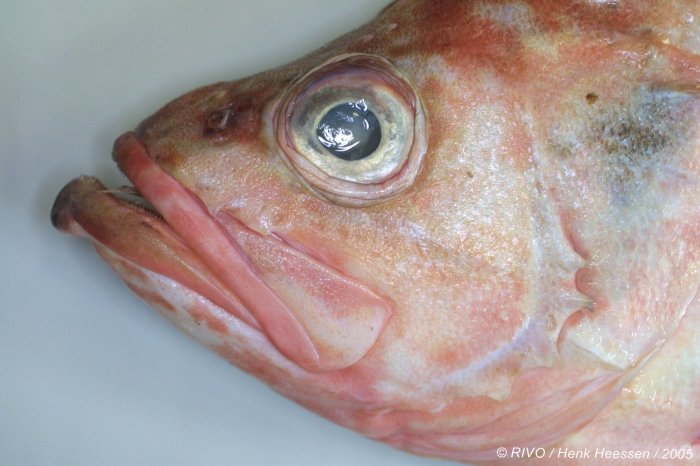 Sebastes marinus (Linnaeus, 1758) Sebastes marinus (Linnaeus, 1758)