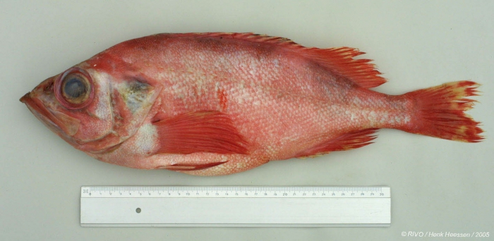 Sebastes mentella (Travin, 1951) Sebastes mentella (Travin, 1951)