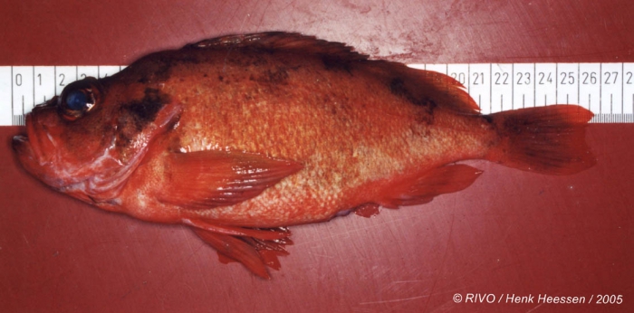 Sebastes viviparus Krøyer, 1845 Sebastes viviparus Krøyer, 1845