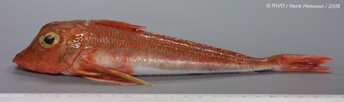 Aspitrigla cuculus (Linnaeus, 1758) Aspitrigla cuculus (Linnaeus, 1758)