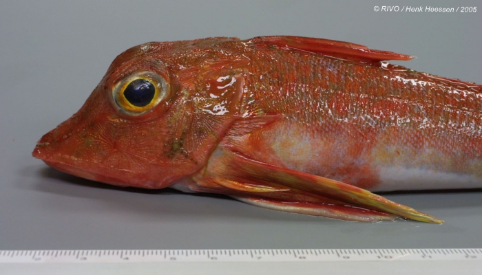 Aspitrigla cuculus (Linnaeus, 1758) Aspitrigla cuculus (Linnaeus, 1758)