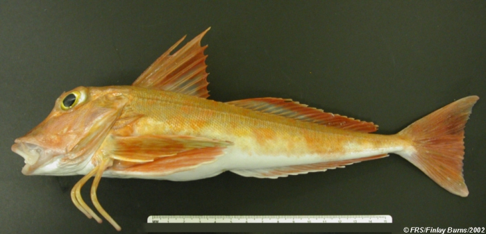 Aspitrigla cuculus (Linnaeus, 1758) Aspitrigla cuculus (Linnaeus, 1758)