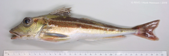 Eutrigla gurnardus (Linnaeus, 1758) Eutrigla gurnardus (Linnaeus, 1758)
