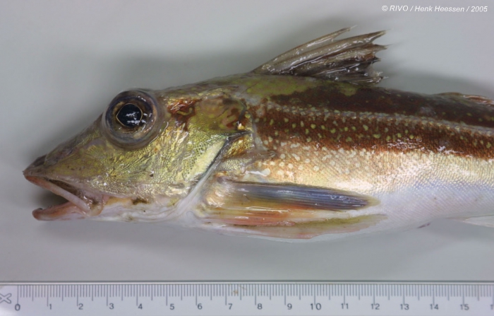 Eutrigla gurnardus (Linnaeus, 1758) Eutrigla gurnardus (Linnaeus, 1758)