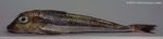 Eutrigla gurnardus (Linnaeus, 1758)