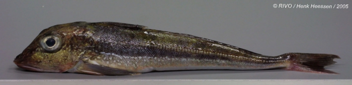 Eutrigla gurnardus (Linnaeus, 1758) Eutrigla gurnardus (Linnaeus, 1758)